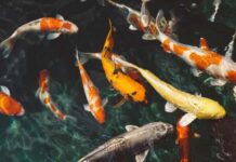 Los peces ‘hablan’ mucho más de lo que se creía