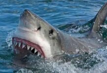 Filman a un tiburón gigante de más de 100 kilos en Mar del Plata