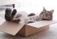 Hoy es el Día Internacional del Gato: ¿por qué es el 20 de febrero?