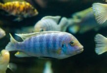 Los peces de agua dulce tienen aptitudes para las matemáticas