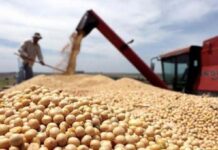 El Gobierno cerró las exportaciones de la harina y el aceite de soja