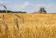 El Gobierno restableció en un 33% las retenciones a la harina y el aceite de soja y creó un fondo para estabilizar al trigo