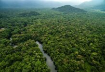 Alemania y Noruega reanudarán ayuda para el Amazonas, tras victoria de Lula
