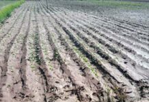 Jujuy: El temporal afectó la producción ganadera y de agricultura en la Quebrada